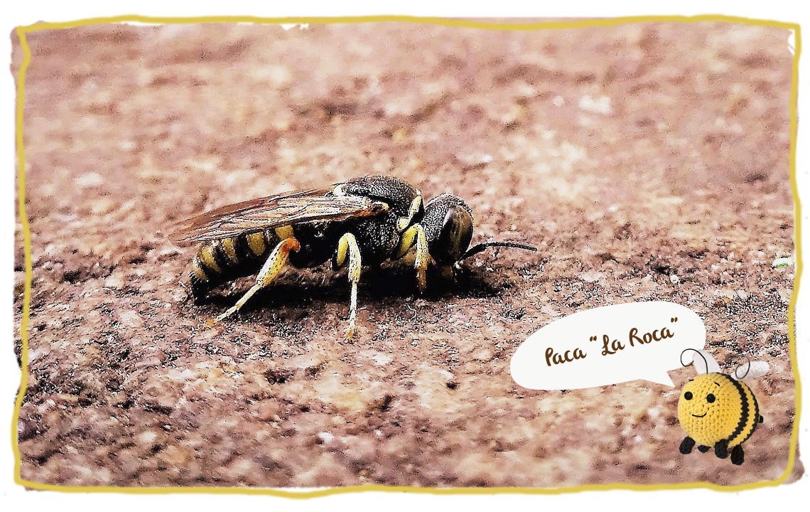 Los hogares de las abejas, Paca La Roca