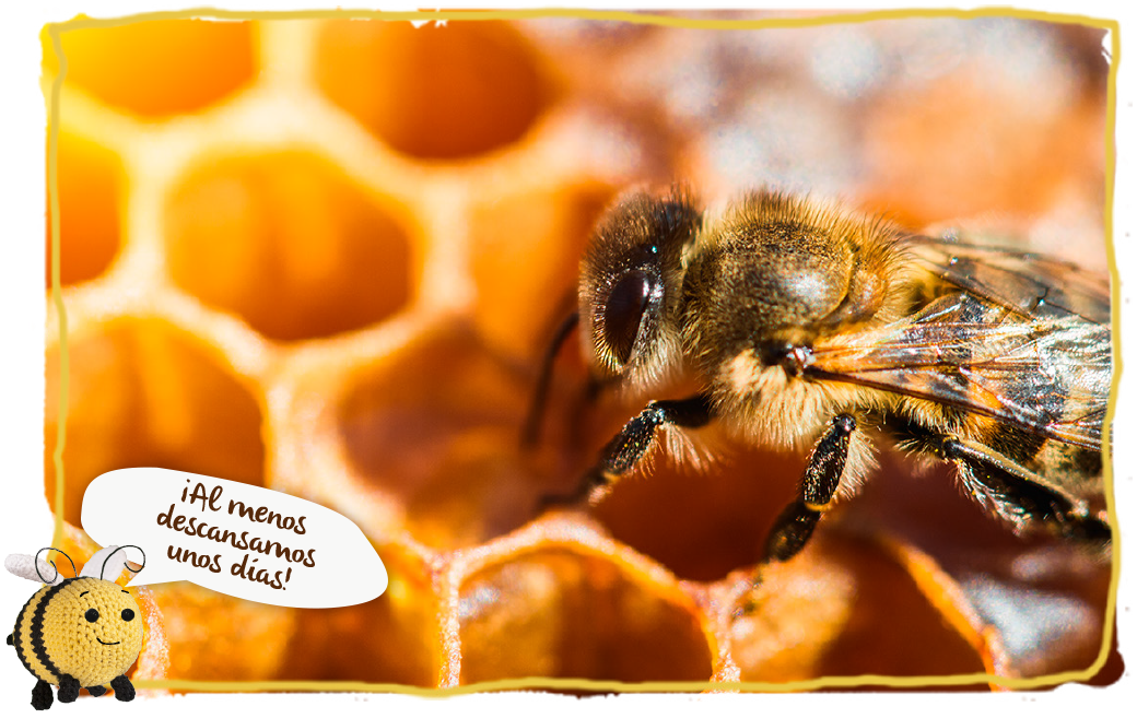 Las abejas también nos quedamos en casa