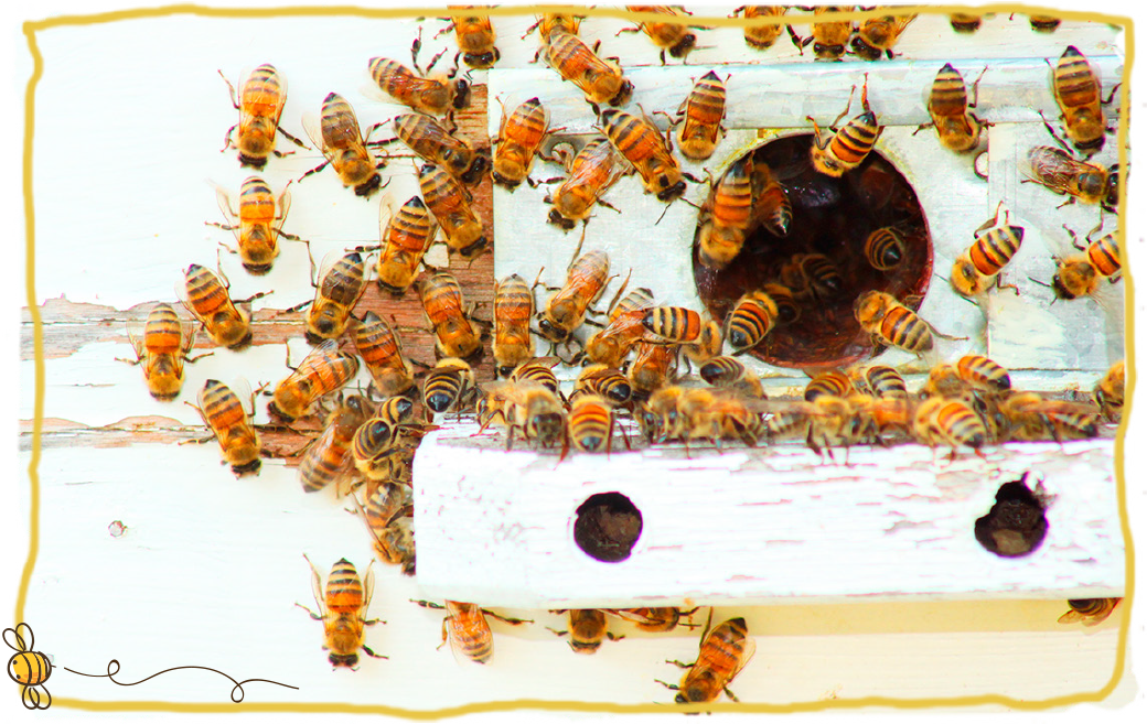 Las abejas también nos quedamos en casa, abejas
