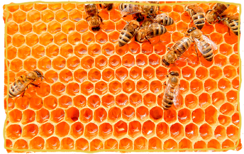 Las abejas también nos quedamos en casa, panal