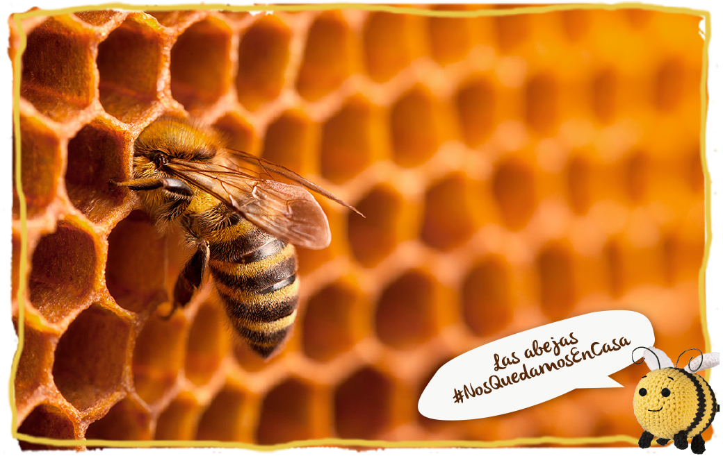 Las abejas también nos quedamos en casa, abeja