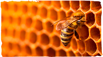 Las abejas también nos quedamos en casa