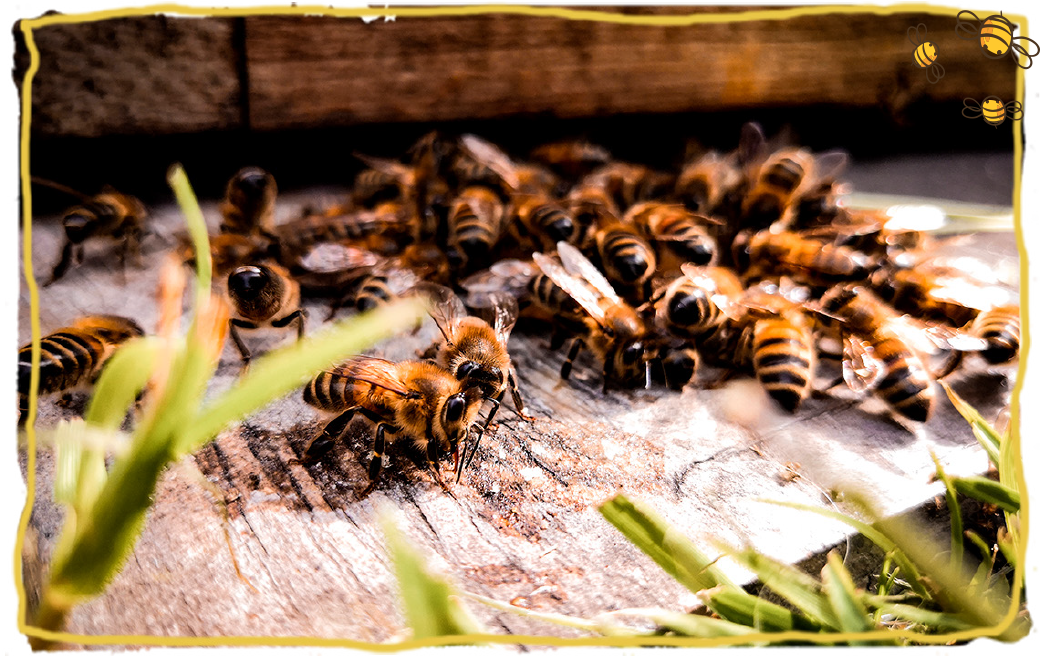 ¿Cómo se aparejan las abejas?