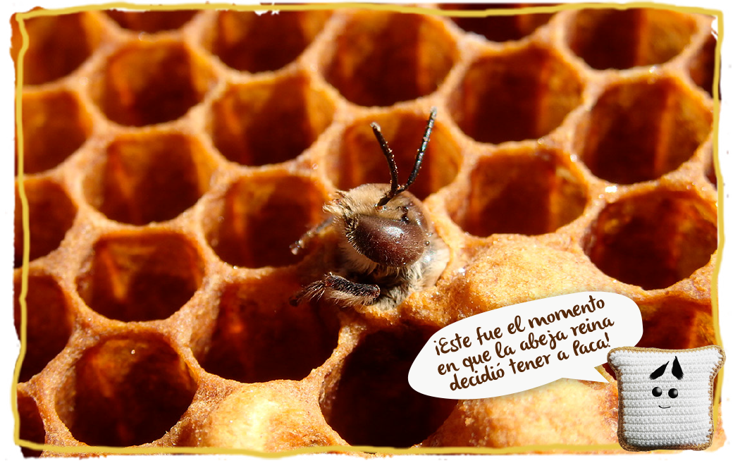 ¿Cómo se aparejan las abejas?
