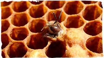 ¿Cómo se aparejan las abejas?
