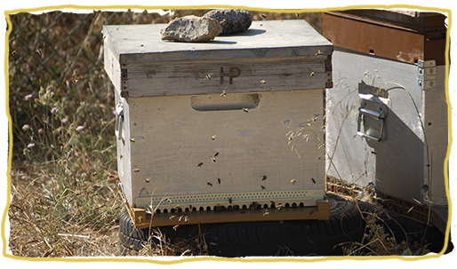 Los tipos de colmena de abejas, panales fijos