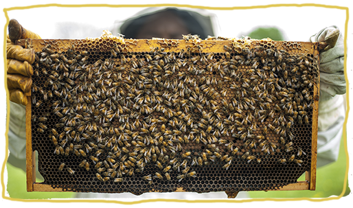 Los tipos de colmena de abejas, panales móviles