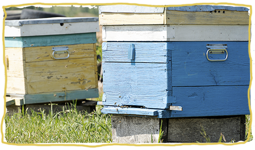 Los tipos de colmena de abejas, panales verticales
