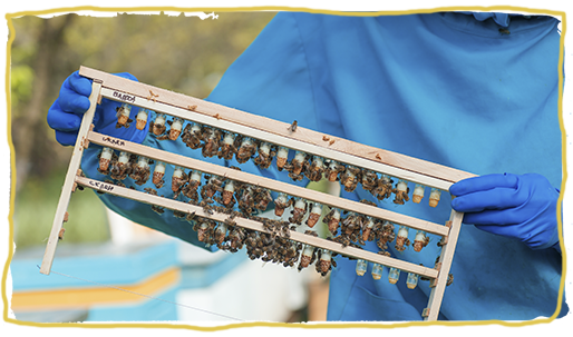 Los tipos de colmena de abejas, panales de reproducción