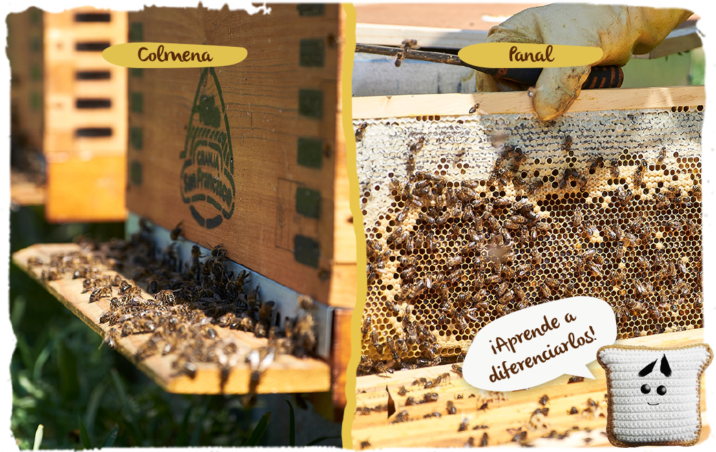 ¿Eres de los que confunde un panal de abeja con una colmena?