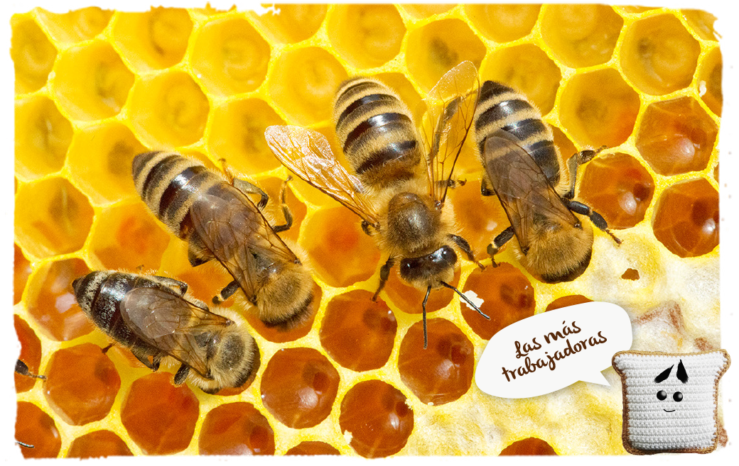 ¿Cómo se recolecta la miel de abeja?