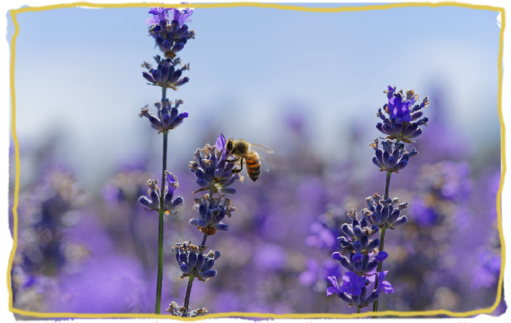 ¿Cómo ha funcionado nuestro Proyecto HA-BEE-TAT: cultivando polinizadores? resultados