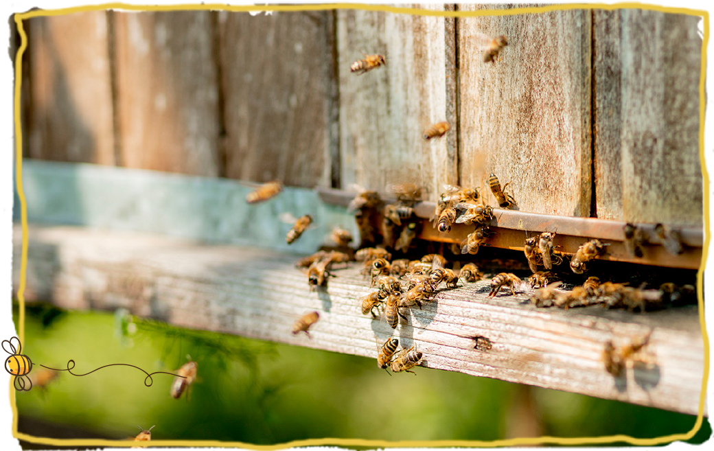 La picadura de abeja, colmena con abejas