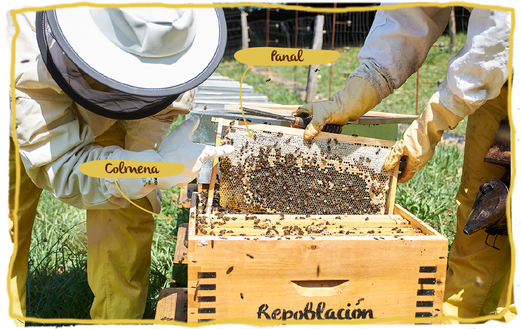 ¿Eres de los que confunde un panal de abeja con una colmena?, panal