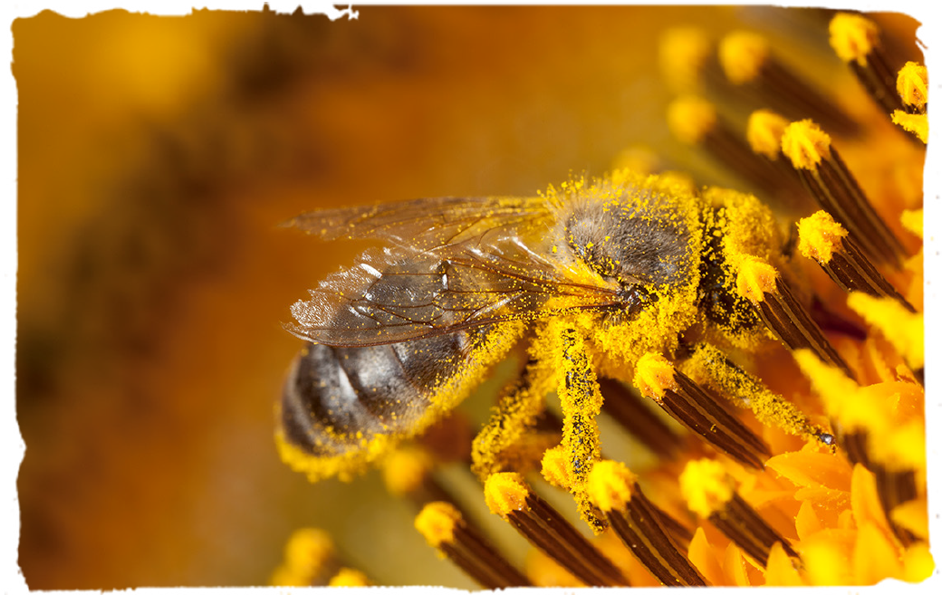 ¿Cómo se recolecta la miel de abeja? abejas