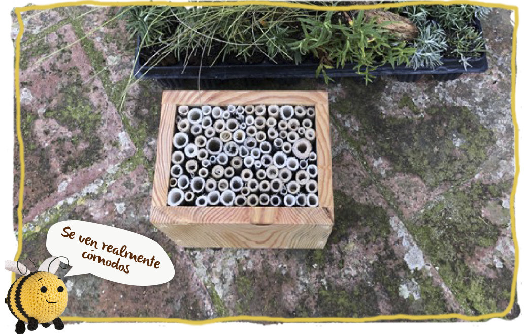 ¿Cómo ha funcionado nuestro Proyecto HA-BEE-TAT: cultivando polinizadores? la clave del exiitp