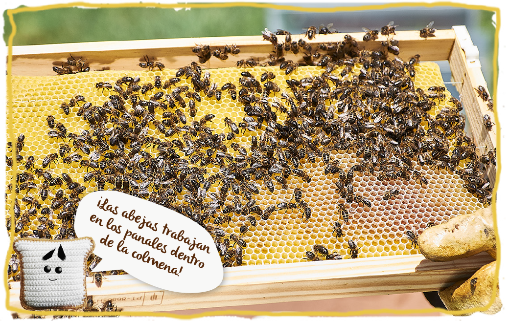 ¿Eres de los que confunde un panal de abeja con una colmena?, panal 2