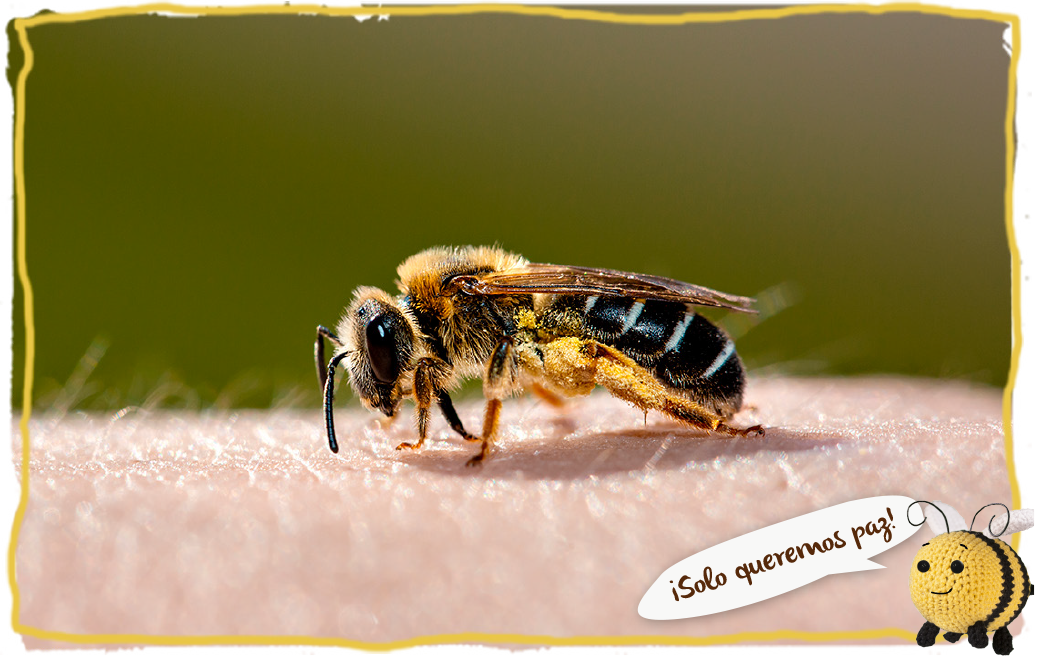 La picadura de abeja, abeja