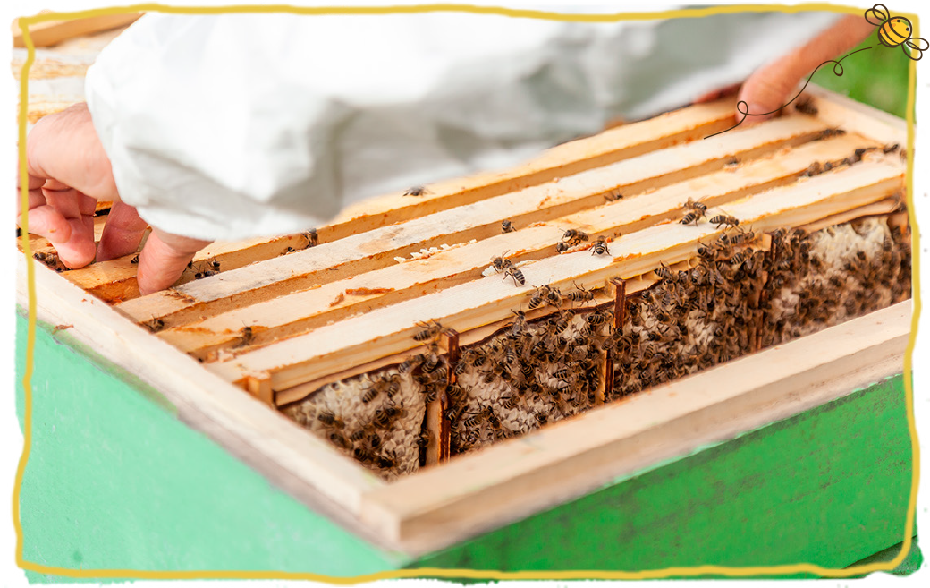 ¿Eres de los que confunde un panal de abeja con una colmena?, panal 3