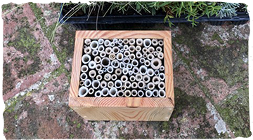 ¿Cómo ha funcionado nuestro Proyecto HA-BEE-TAT: cultivando polinizadores?