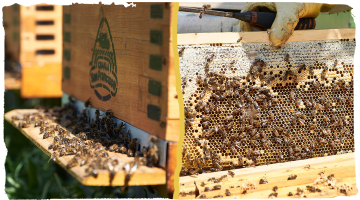¿Eres de los que confunde un panal de abeja con una colmena?
