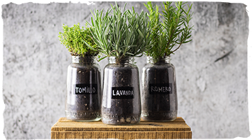 Crea tu propio jardín casero de hierbas aromáticas