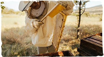 ¿Cómo se recolecta la miel de abeja?