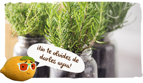 Crea tu propio jardín casero de hierbas aromáticas, paso 4