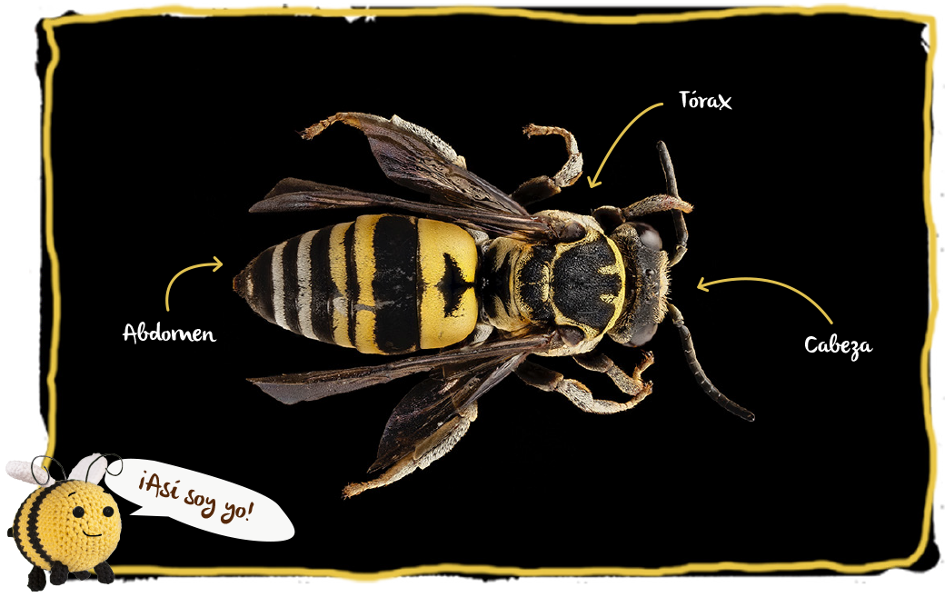 La morfología de las abejas