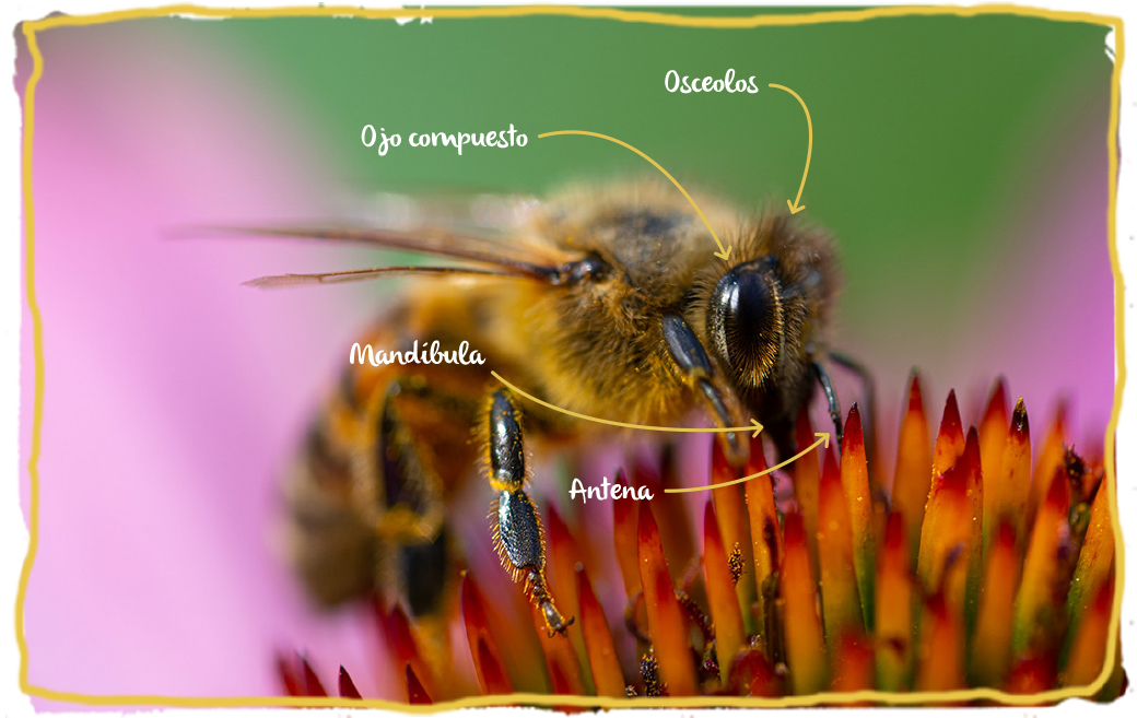 La morfología de las abejas, abeja