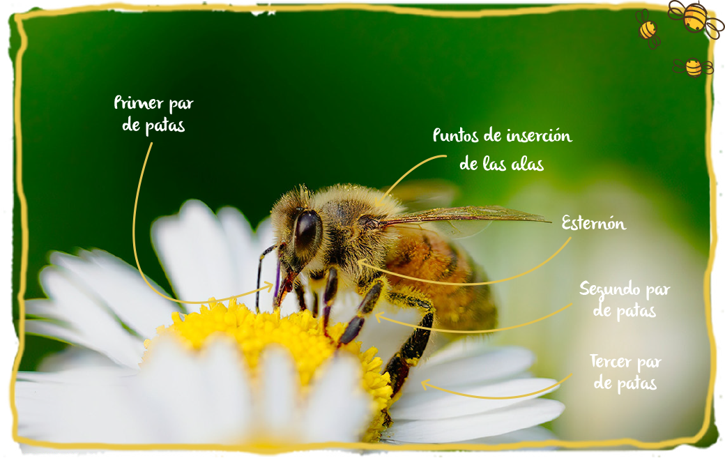 La morfología de las abejas, abeja