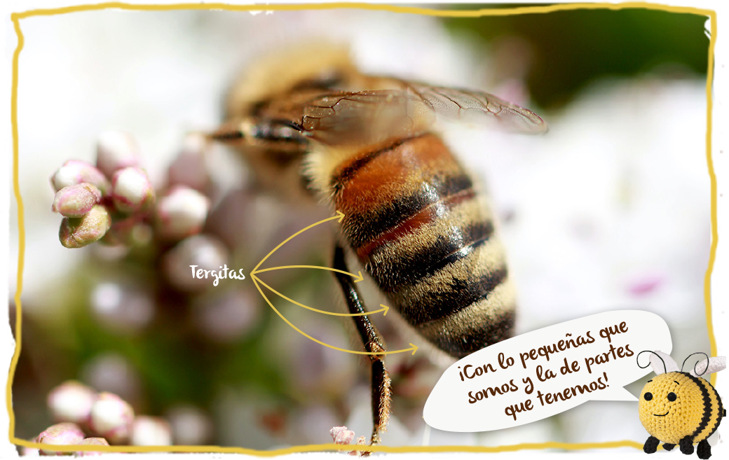 La morfología de las abejas, abeja