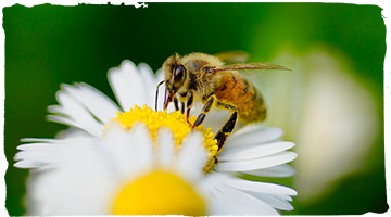 La morfología de las abejas
